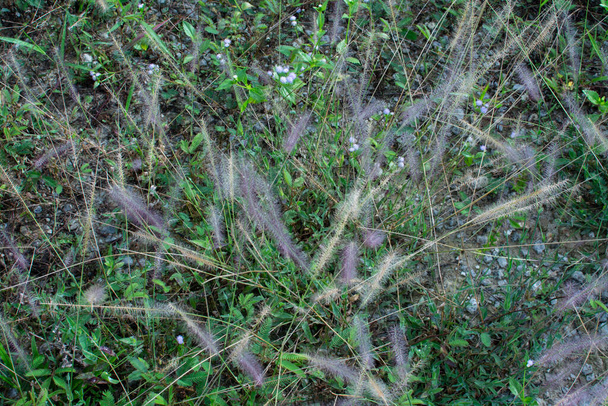 asia crimson fountaingrass at the wild meadow - Photo, Image