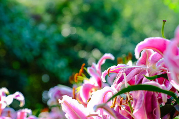 Colorida flor de lirio rosa en el jardín de invierno de cerca - Foto, imagen