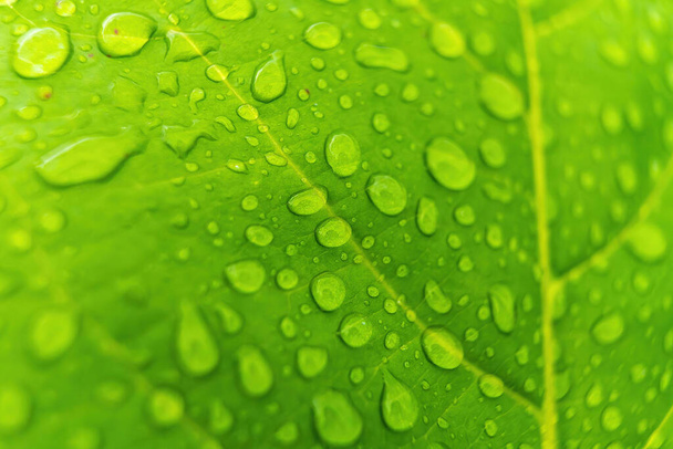 Makro zbliżenie Piękny świeży zielony liść z kroplą wody po deszczu w porannym słońcu natura tło. - Zdjęcie, obraz