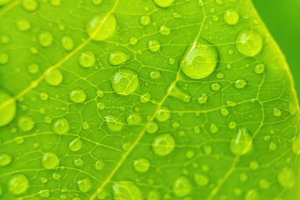 Macro gros plan de belle feuille verte fraîche avec une goutte d'eau après la pluie le matin lumière du soleil fond de la nature. - Photo, image