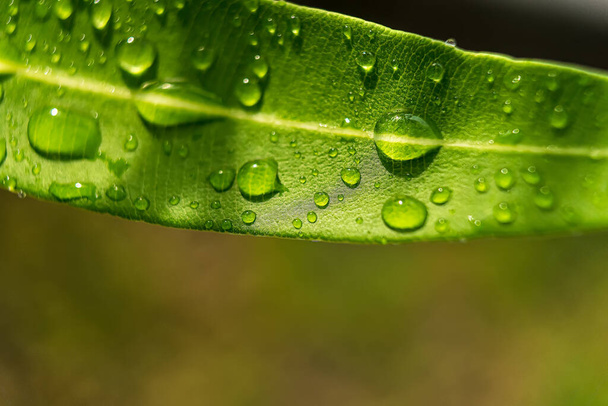 Makro zbliżenie Piękny świeży zielony liść z kroplą wody po deszczu w porannym słońcu natura tło. - Zdjęcie, obraz