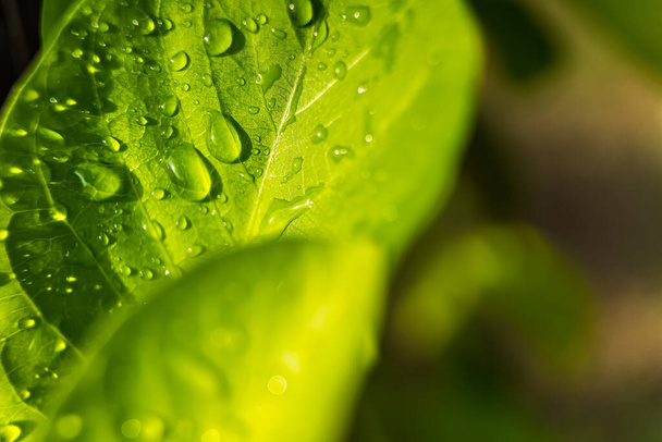 Macro closeup of Beautiful fresh green leaf with drop of water after the rain in morning sunlight nature background. - Photo, Image