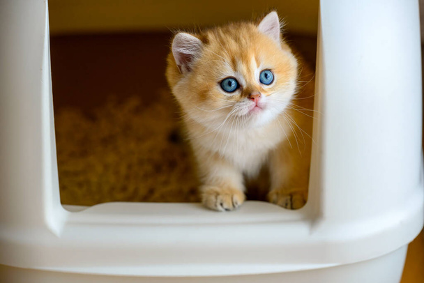 Kätzchen spielen in der Katzentoilette, spielen frech in der Katzenstreubox, lernen pinkeln und pusten. Die goldhaarige Britisch Kurzhaarkatze ist süß. klammert sich an den Rand der Schachtel und schaut hinaus - Foto, Bild