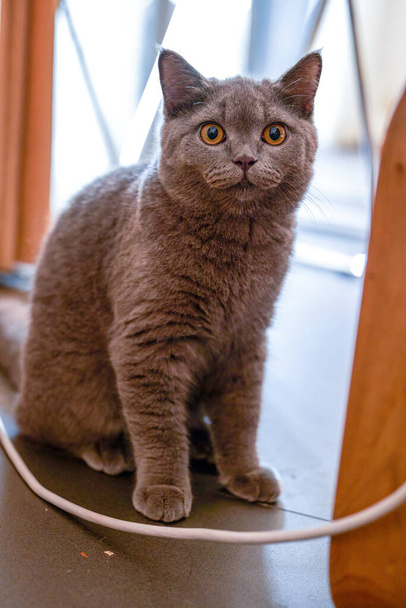 Primer plano de un lindo gato británico de taquigrafía azul-gris en casa - Foto, imagen