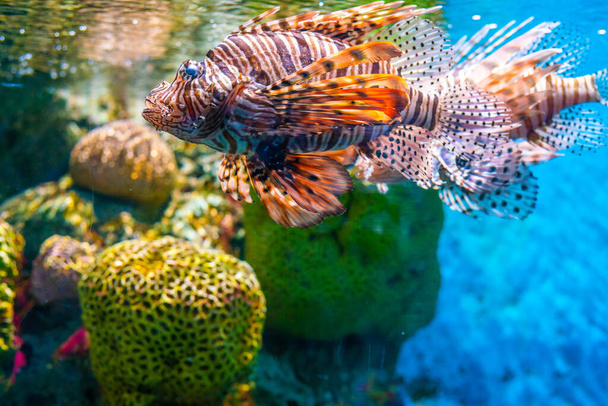 Csoportos halak az akváriumban korallzátonnyal mélykék tenger - Fotó, kép
