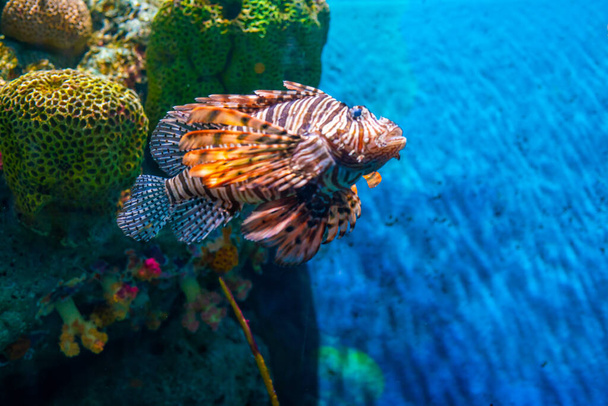 サンゴ礁の深い青い海の水族館でのハタの魚 - 写真・画像