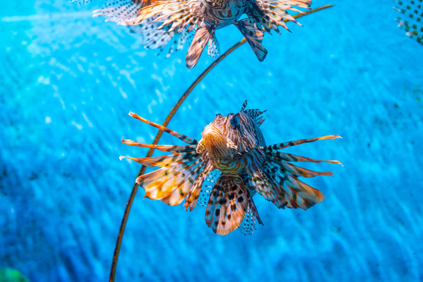 Супер риба в акваріумі з кораловим рифом глибоке блакитне море
 - Фото, зображення
