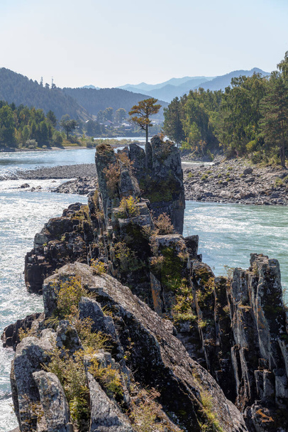 Szybko płynąca szeroka i w pełni płynąca górska rzeka. Duże kamienie wystają z wody. Duża górska rzeka Katun, turkusowy kolor, w górach Altai, Republika Altai. - Zdjęcie, obraz