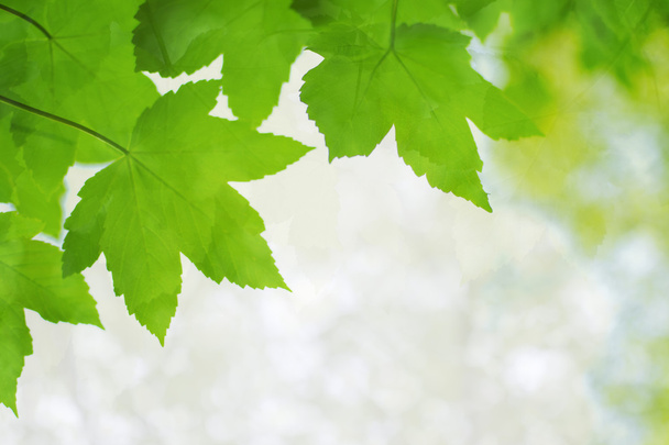 liście zielone - Zdjęcie, obraz