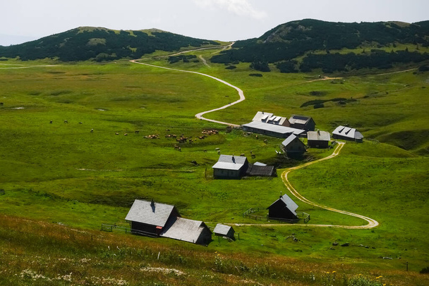 muchas cabañas alpinas con caminos de tierra y vacas en un paisaje de naturaleza verde en Austria - Foto, Imagen