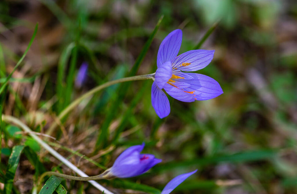 Autumn flowers - Colchicum autumnale, commonly known as autumn crocus, meadow saffron or naked lady - Photo, Image
