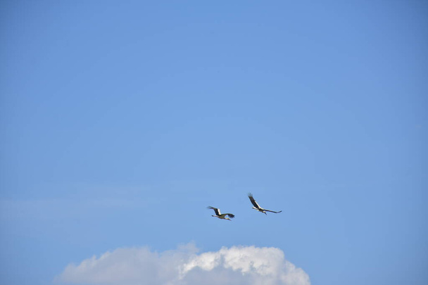 красивый аист в небе - Фото, изображение