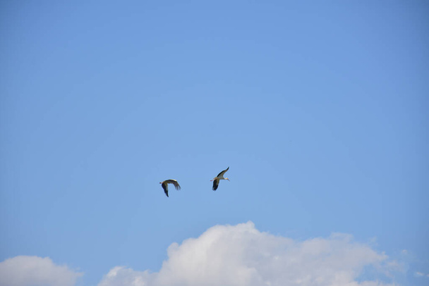 красивый аист в небе - Фото, изображение
