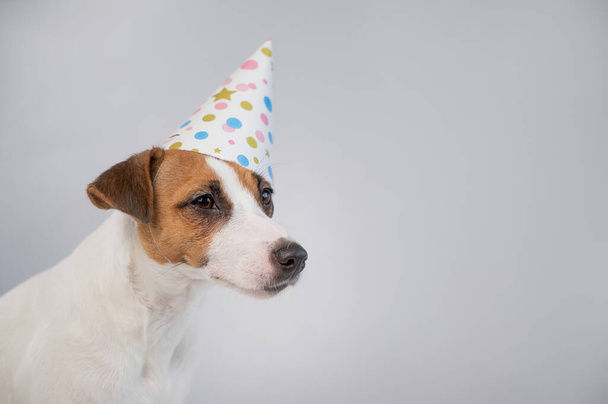 Dog in a birthday hat on a white background. Jack russell terrier is celebrating an anniversary - Фото, зображення