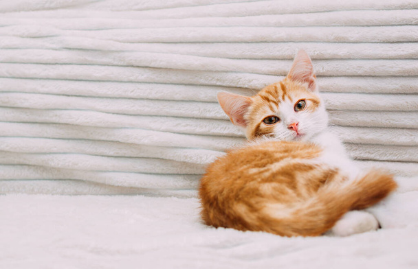 Retrato de un lindo gatito jengibre en la cama - Foto, Imagen
