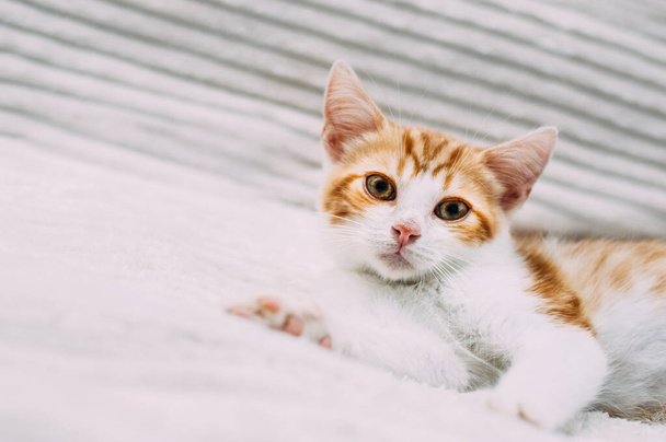 Close-up portrait of cute ginger kitten - Fotoğraf, Görsel
