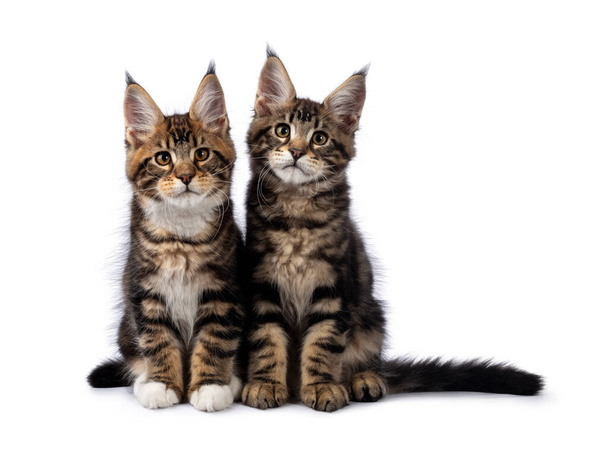 Two adorable Maine Coon cat kittens, sitting beside each other. Both looking towards camera. Isolated on white background. - Photo, Image