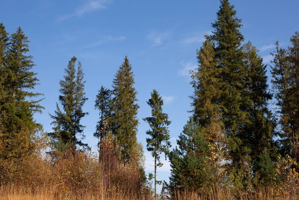 Beautiful pine trees against the blue sky - Foto, afbeelding