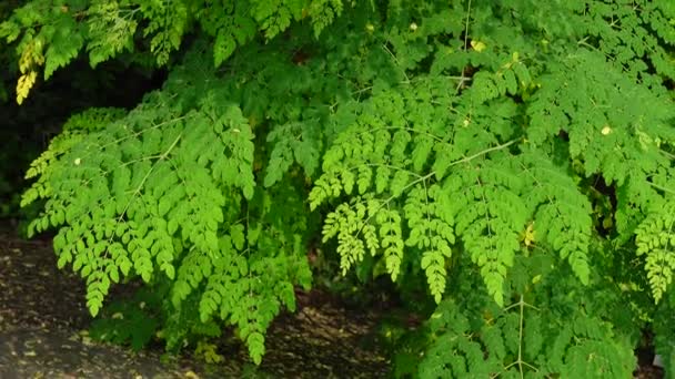 Τον φθινοπωρινό άνεμο, αδύναμα φύλλα πέφτουν από τα κλαδιά των φύλλων του δέντρου Moringa Oleifera. Τα φρέσκα φύλλα πράσινου δέντρου ταλαντεύονται σε σκούρο φόντο φωτός. Βίντεο 4k. - Πλάνα, βίντεο