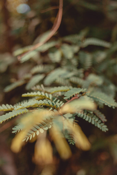 A vertical closeup shot of fern branches - Foto, imagen