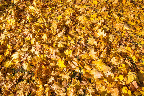 Background or carpet of bright yellow maple leaves autumn on a bright sunny day. Flora is the nature of the plant. - Фото, зображення