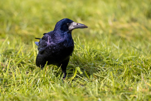 Portrait of Eurasian rook (Corvus frugilegus). Black bird with bare base of bill walking in grass and looking for food. Widlife in nature. Netherlands. - Photo, Image