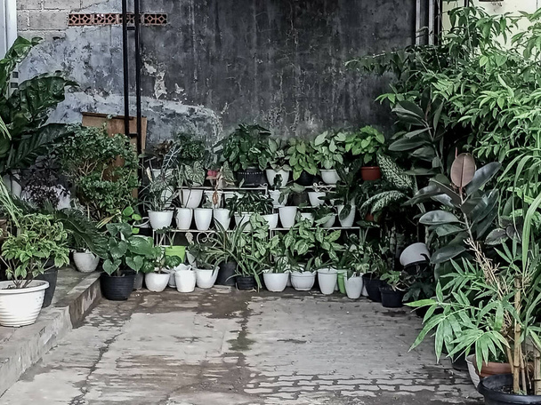 I vasi delle piante contro un muro fuori a South Tangerang, Indonesia - Foto, immagini