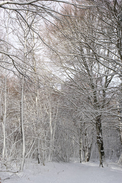 forest, snowy winter landscape in Auvergne, Puy-de-Dome - Fotó, kép