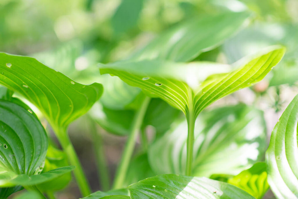 beautiful fresh green leaf. The plant has a beautiful expressive structure. - Foto, Bild