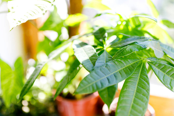 A legjobb beltéri növények, hogy megtisztítsa a levegőt a hálószobában - Fotó, kép