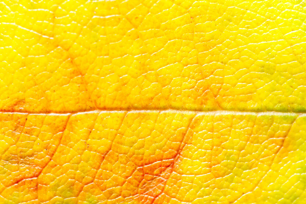背景色オレンジの葉構造マクロ写真 - 写真・画像