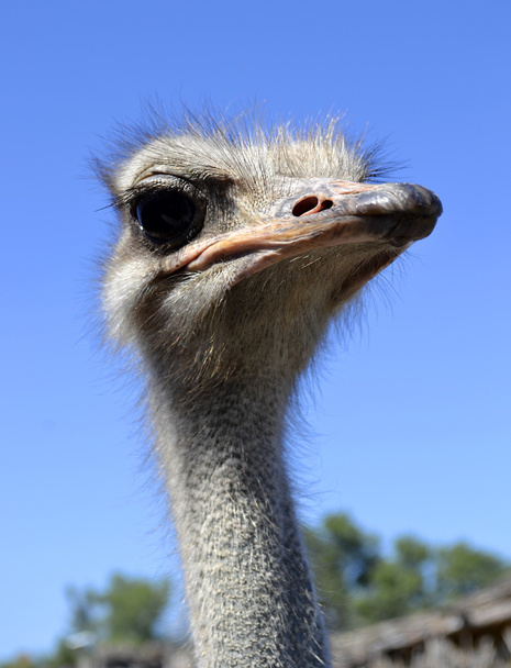 close-up avestruz
 - Foto, Imagem