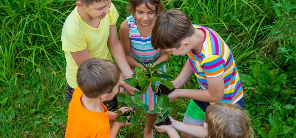 Los niños observan árboles de plantas, sostienen sus manos. Enfoque selectivo. Niños. - Foto, imagen
