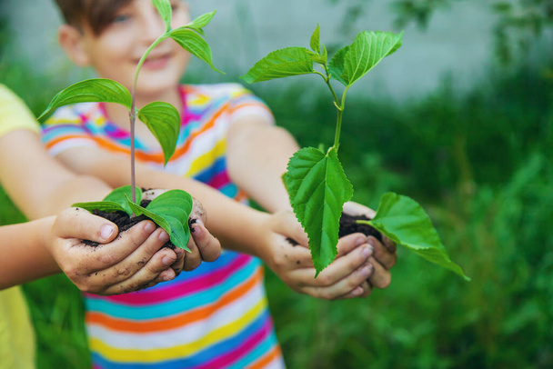 Los niños observan árboles de plantas, sostienen sus manos. Enfoque selectivo. Niños. - Foto, imagen