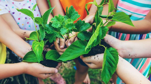 Children watch plant trees, hold in their hands. Selective focus. Kids. - Fotoğraf, Görsel