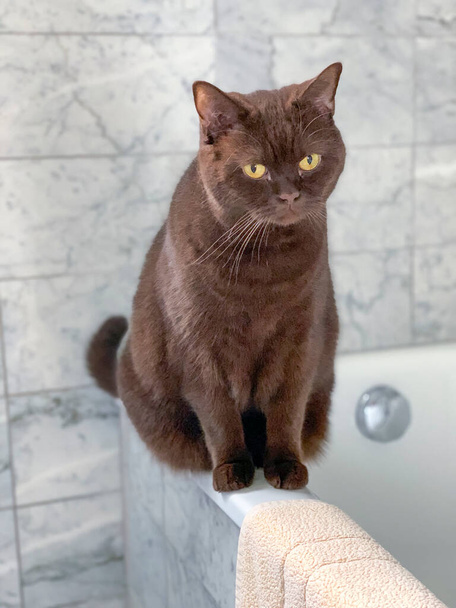 söpö kotimainen kissa keltaisella silmälläistuu kylpy putken kulmassa - Valokuva, kuva