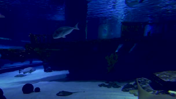 サメ、刺され魚、ピラニアなどの捕食魚の束壊れた沈没船に対して水中で泳ぐ - 映像、動画