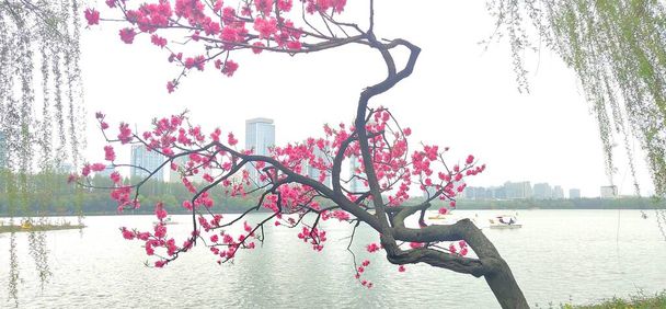 beautiful pink sakura in the park - Fotografie, Obrázek