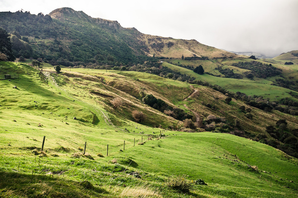 Lush green landscape of New Zealand - Photo, Image