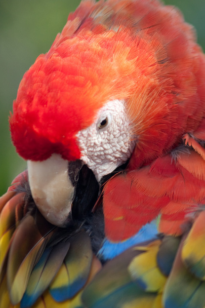 escarlate macaw grooming seu penas
 - Foto, Imagem