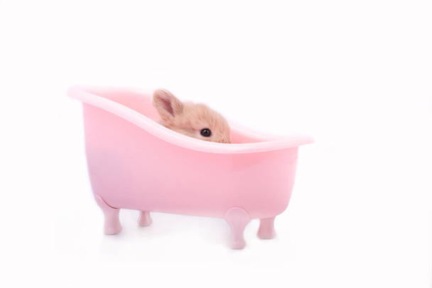 Parte de la cabeza, la oreja y el ojo negro de pequeño conejo marrón esponjoso en la bañera de color rosa sobre fondo blanco. - Foto, Imagen