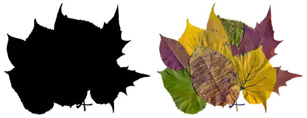 Bouquet d'automne de différentes feuilles de couleur originale et sa silhouette isolée sur un fond blanc. Vecteur. Illustration. - Vecteur, image