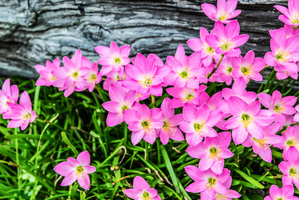 krásný fialový déšť lilie květina - Fotografie, Obrázek