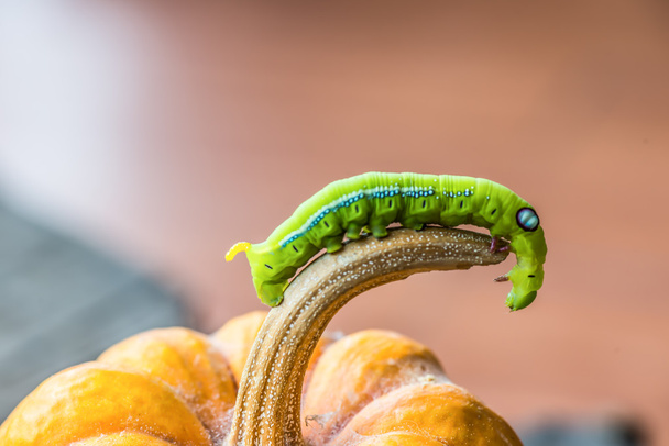groene wormen - Foto, afbeelding