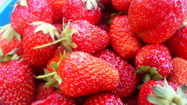 4k video, primo piano del raccolto di fragole rosse fresche raccolte, vista dall'alto - Filmati, video