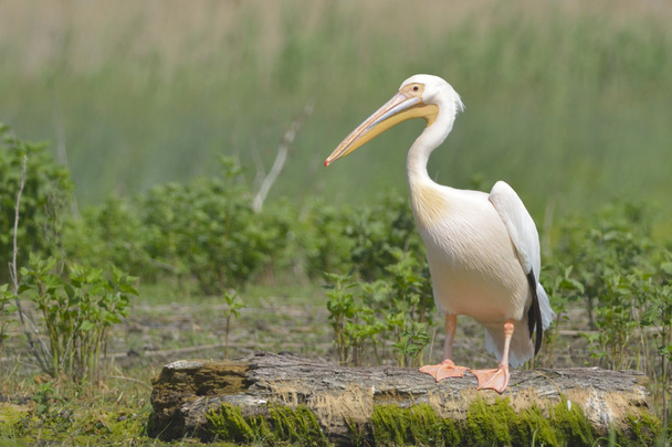 Белый пеликан на бревно
 - Фото, изображение