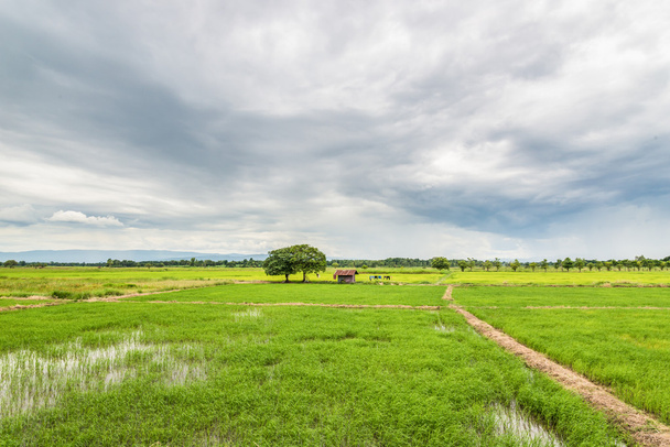 Rizs mező - Fotó, kép