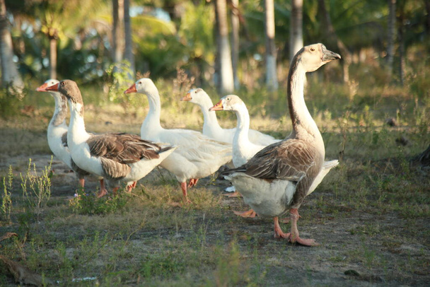 conde, bahia, brazilië - 5 oktober 2021: ganzen fokken op een boerderij in het landelijke gebied van de gemeente Conde, Noordkust van Bahia. - Foto, afbeelding