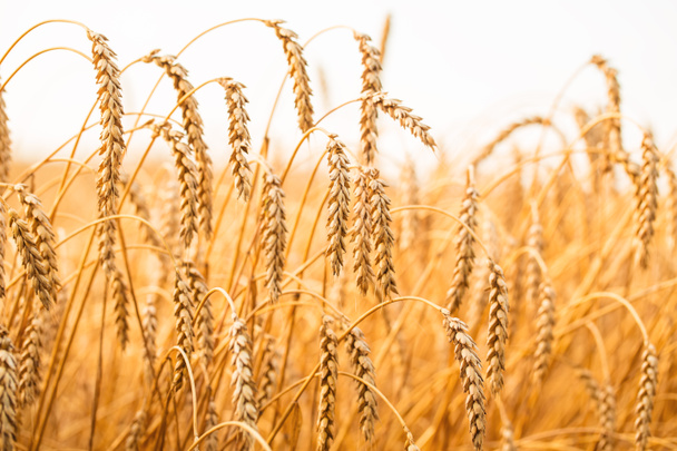 Campo de trigo dorado
 - Foto, imagen