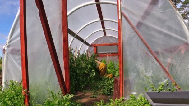 zemědělec zahradník na kolena péče o rostliny rajčata ve skleníku - Záběry, video